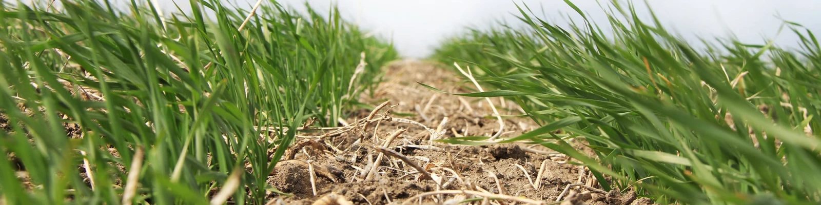 Low-angle view of a clear strip of earth in between lush grass, as if a tire track made it.